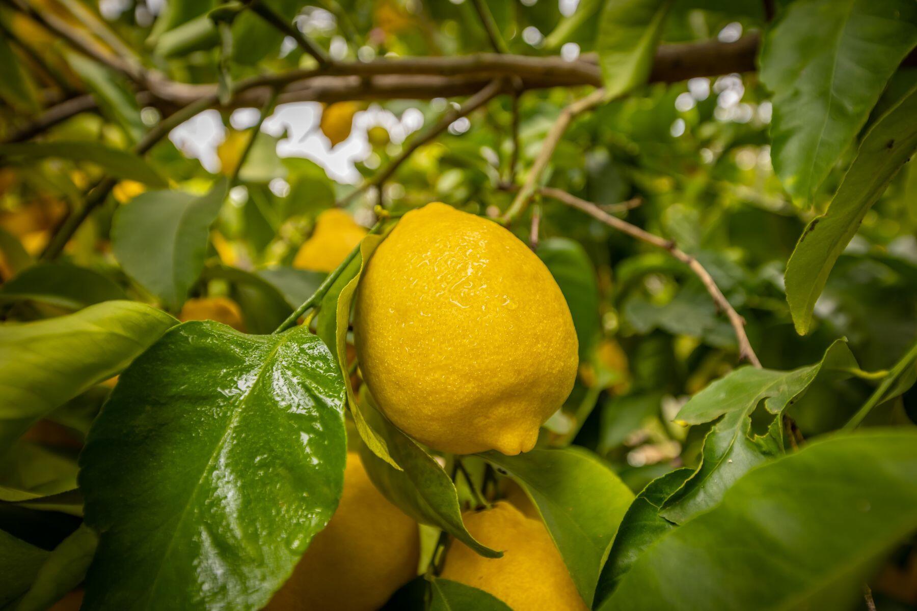 217 Sunset Street Oak View, CA 93022 - Photo 25 of 28 a view of a swimming pool