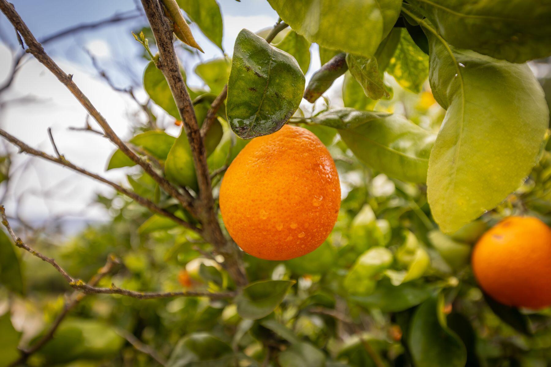 217 Sunset Street Oak View, CA 93022 - Photo 26 of 28 a view of a yellow plant in front of a house