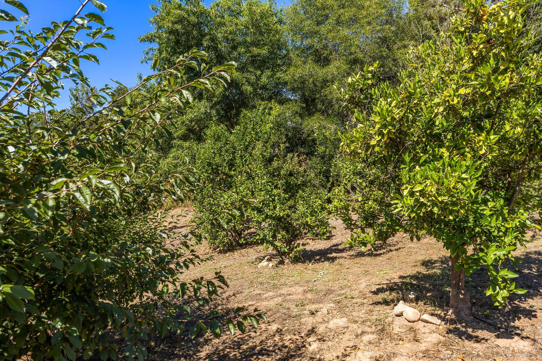217 Sunset Street Oak View, CA 93022 - Photo 27 of 28 a view of a large tree with lots of bushes