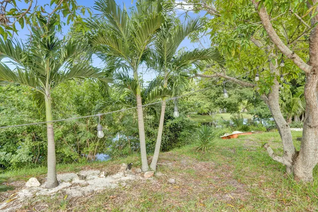 a view of a yard with plants and large trees