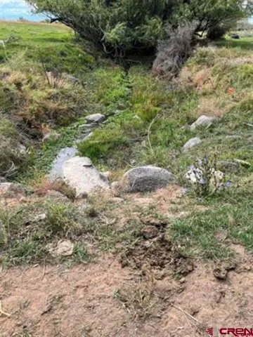 a view of a forest with a yard