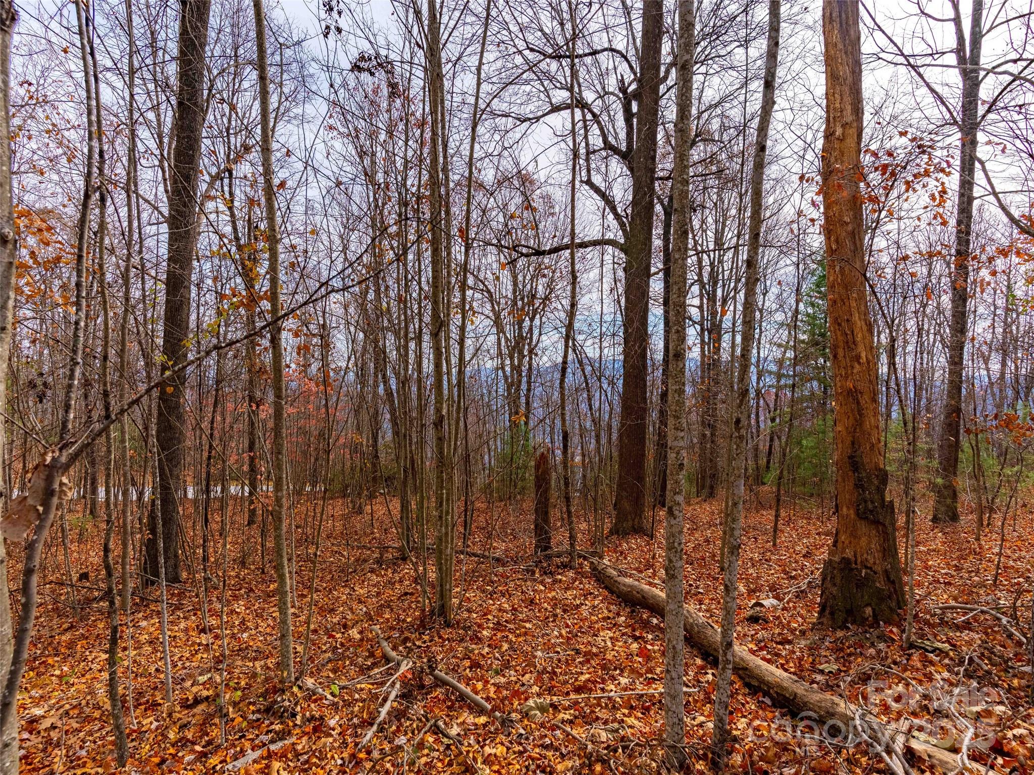 Lot 253 Haddington Dr Mill Spring Mill Spring, NC 28756 - Photo 15 of 16 a view of covered with trees