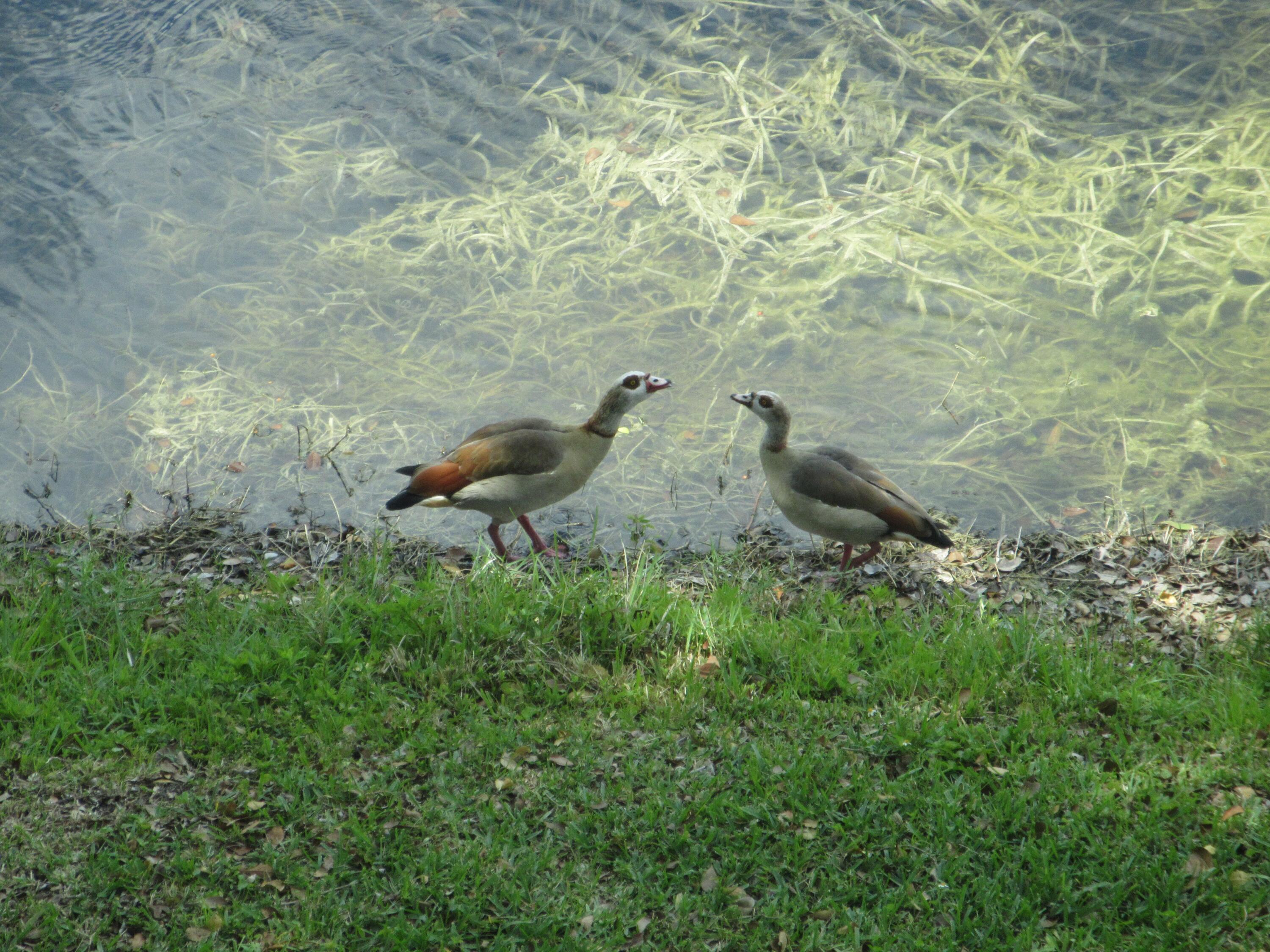 4044 Cambridge C Deerfield Beach, FL 33442 - Photo 20 of 20 IMG_0565