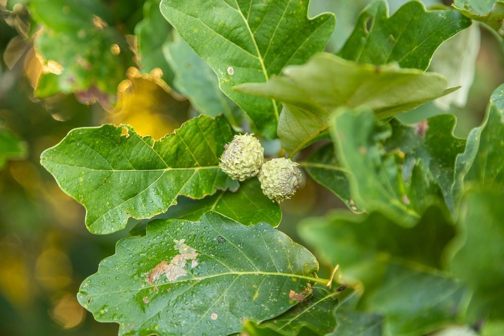 South Outer Belt Road Lone Jack, MO 64070 - Photo 31 of 54