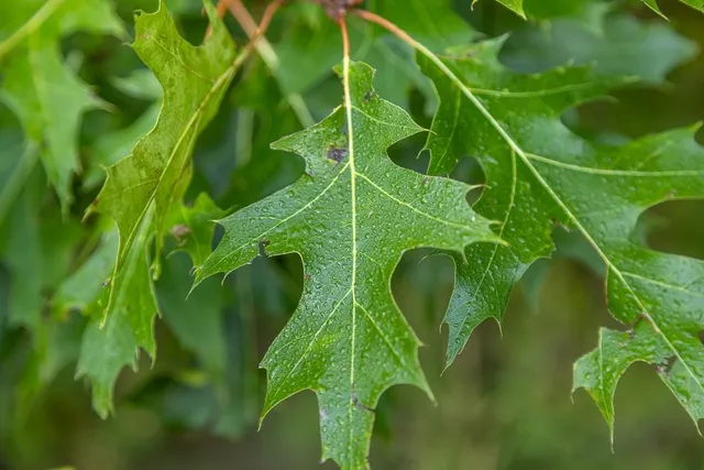 $292,500 | South Outer Belt Road, Lone Jack, MO 64070