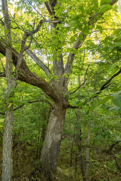 South Outer Belt Road Lone Jack, MO 64070 - Photo 35 of 54