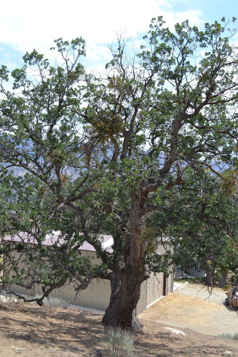 30400 Fox Ridge Court Tehachapi, CA 93561 - Photo 58 of 69 Gallery Image 58