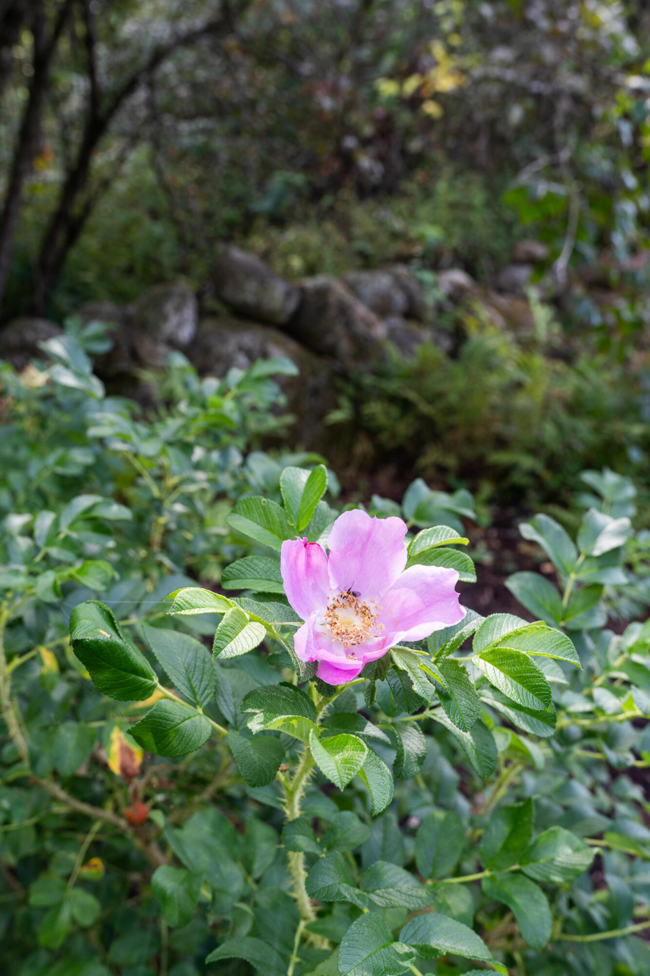 427 Mt Pisgah Road Winthrop, ME 04364 - Photo 233 of 245 427 Mt Pisgah Road 233