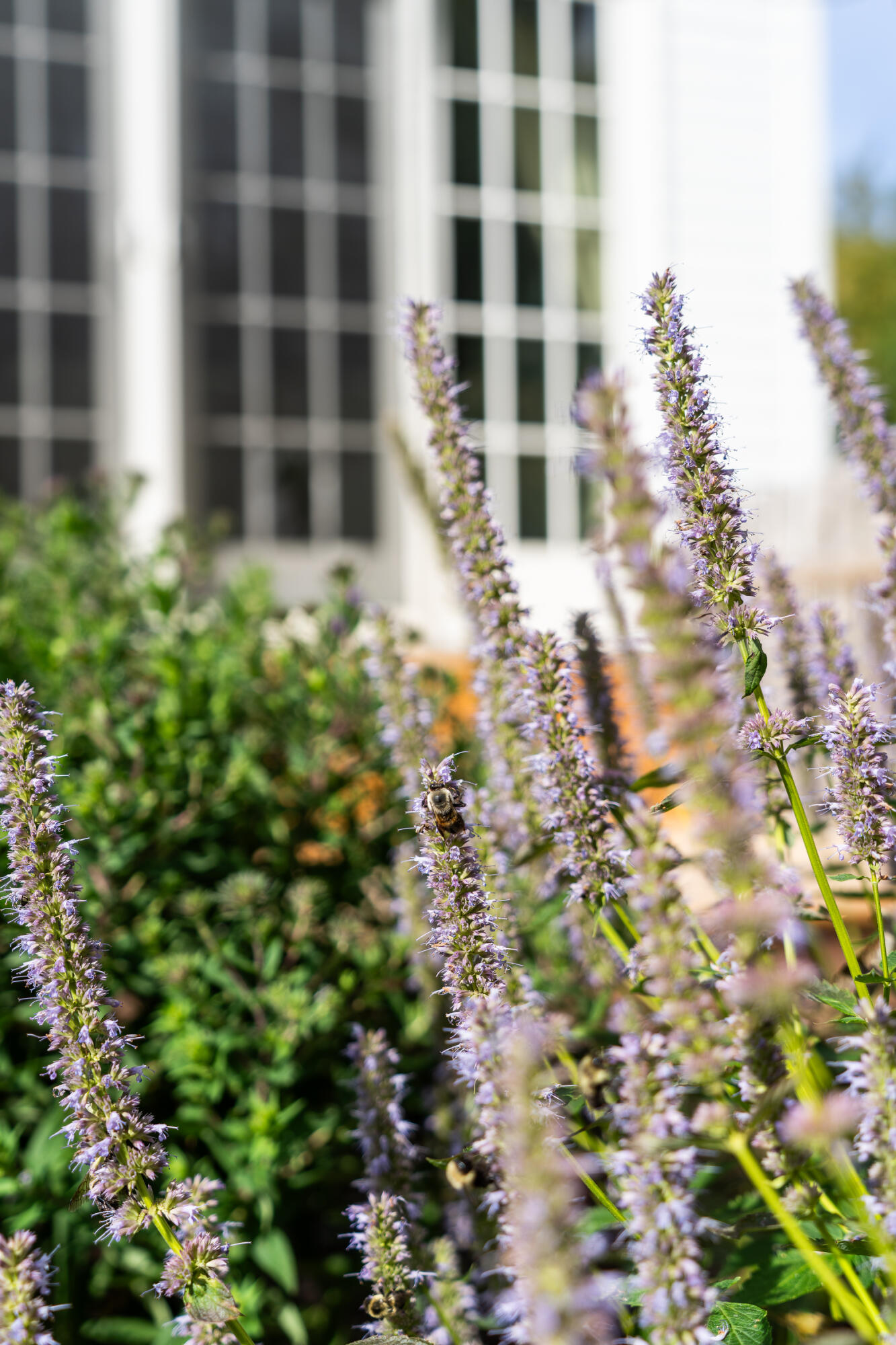 427 Mt Pisgah Road Winthrop, ME 04364 - Photo 235 of 245 427 Mt Pisgah Road 235