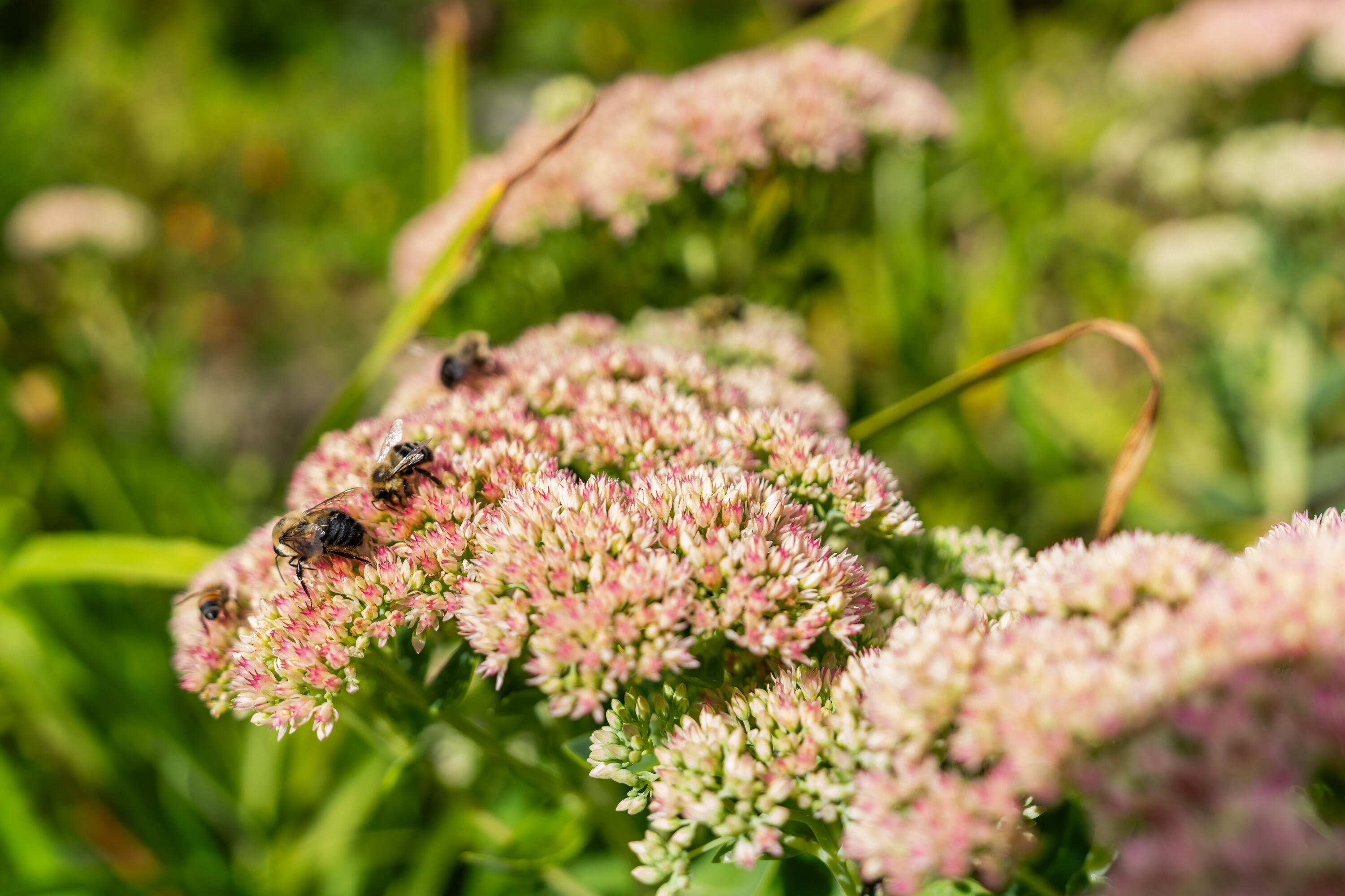 427 Mt Pisgah Road Winthrop, ME 04364 - Photo 236 of 245 427 Mt Pisgah Road 236