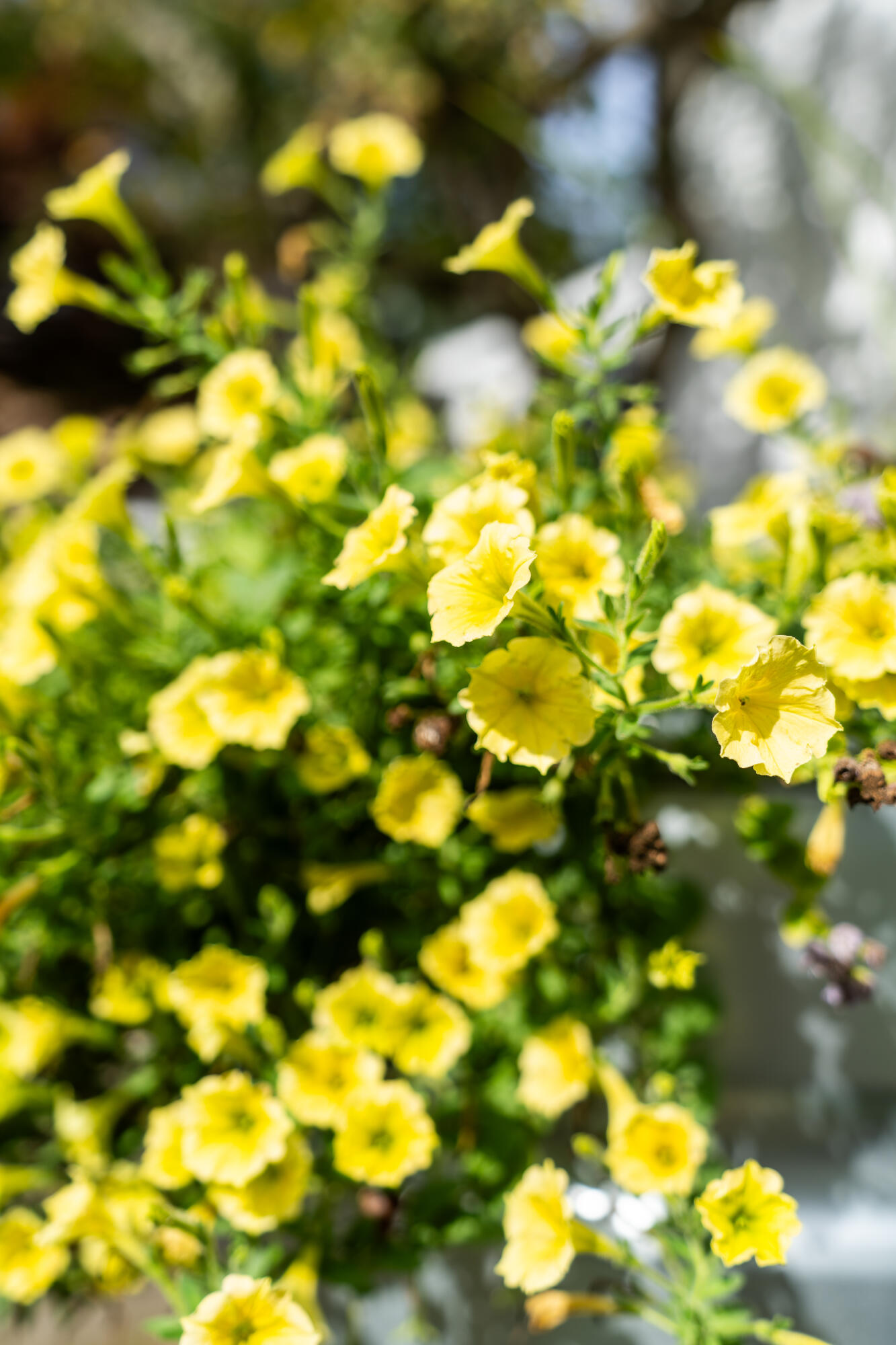 427 Mt Pisgah Road Winthrop, ME 04364 - Photo 239 of 245 427 Mt Pisgah Road 239