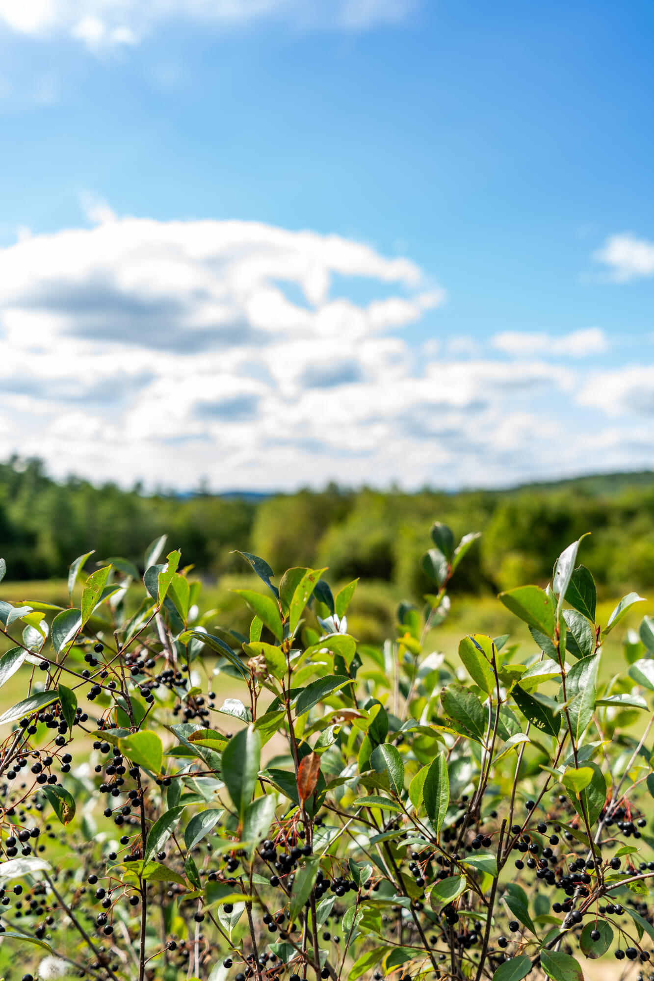 427 Mt Pisgah Road Winthrop, ME 04364 - Photo 240 of 245 427 Mt Pisgah Road 240