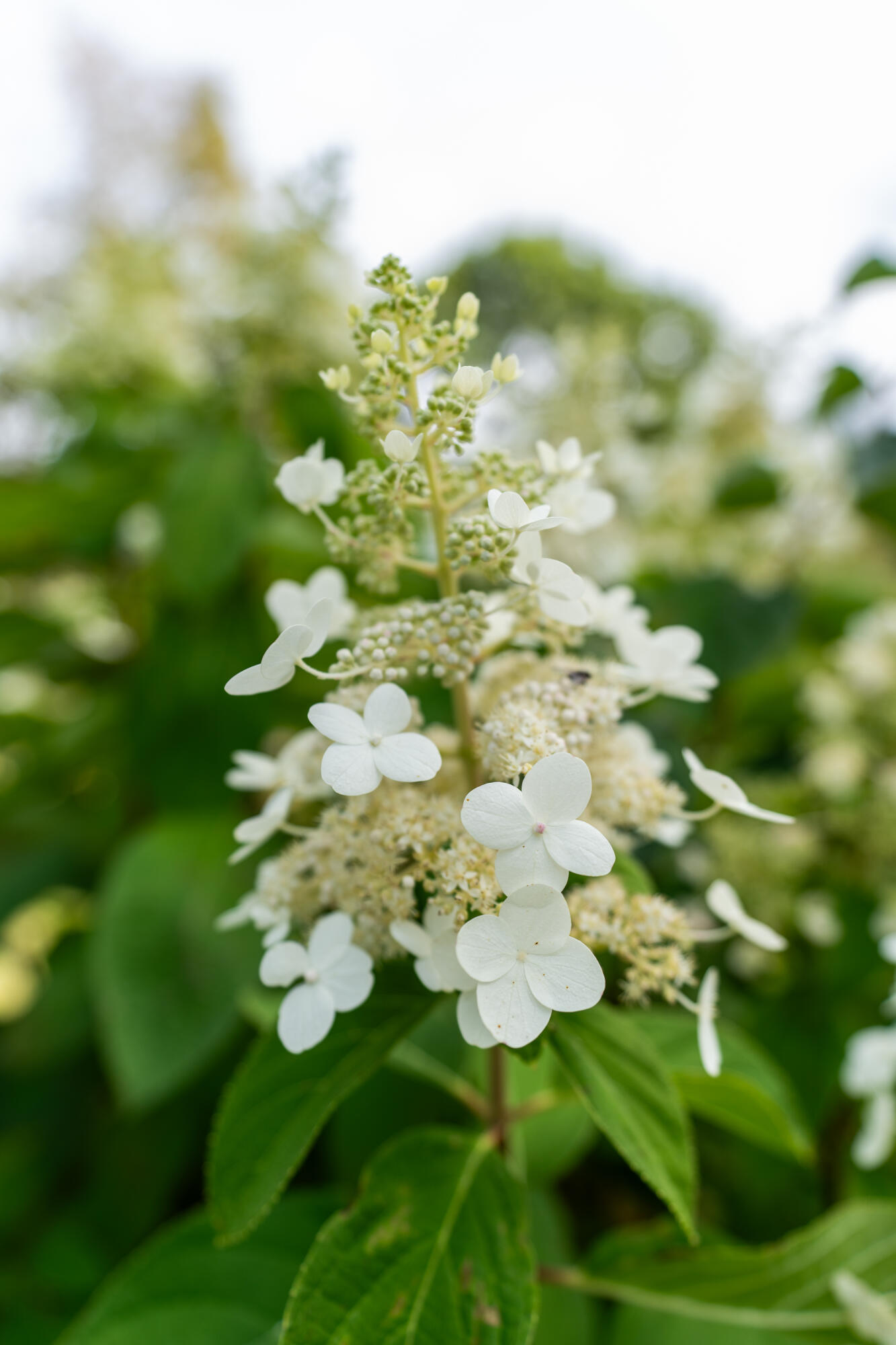 427 Mt Pisgah Road Winthrop, ME 04364 - Photo 244 of 245 427 Mt Pisgah Road 244