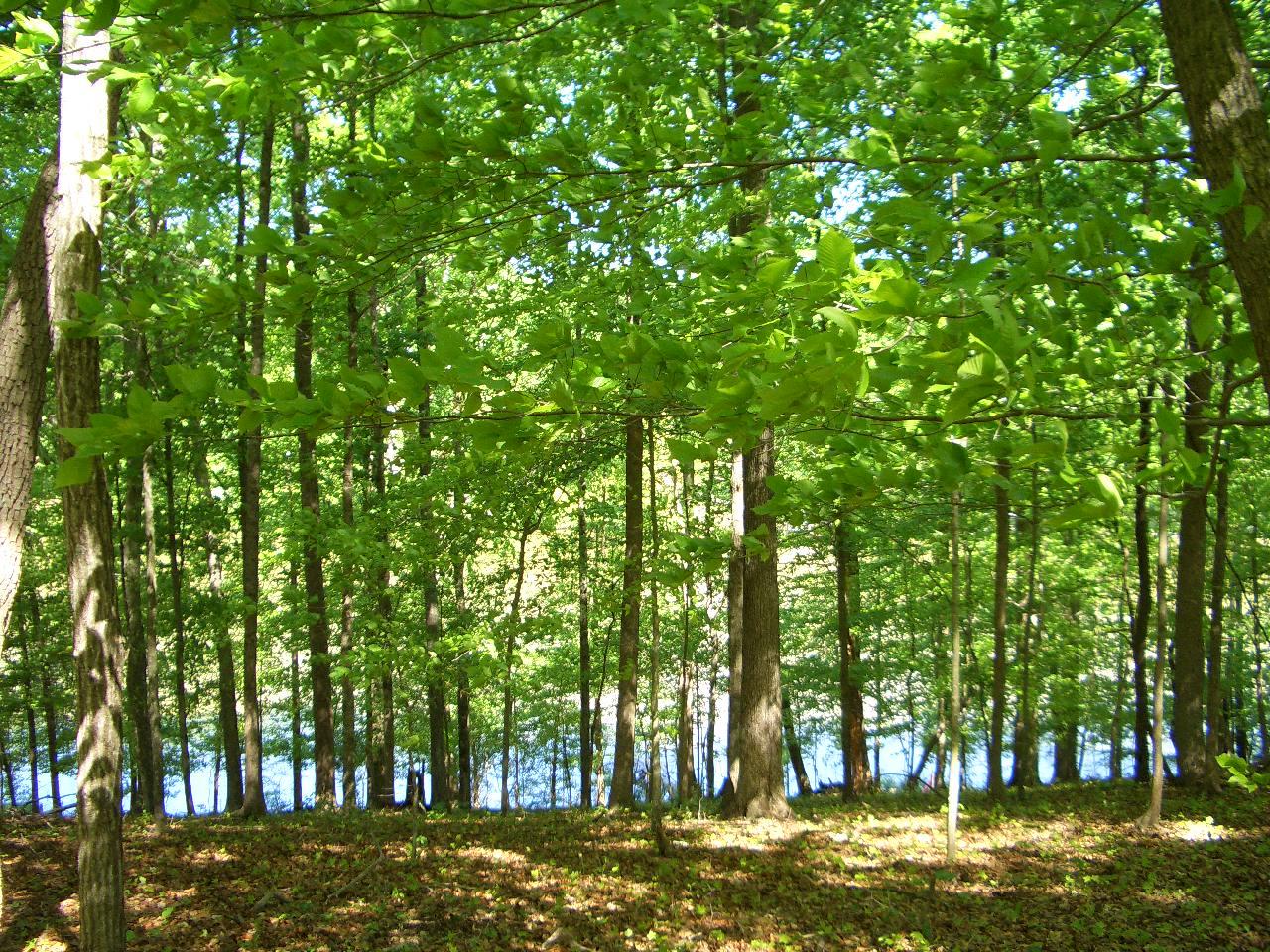 Lot 08 Dogwood Cove Road Spring City, TN 37381 - Photo 1 of 4 Lot8(4)