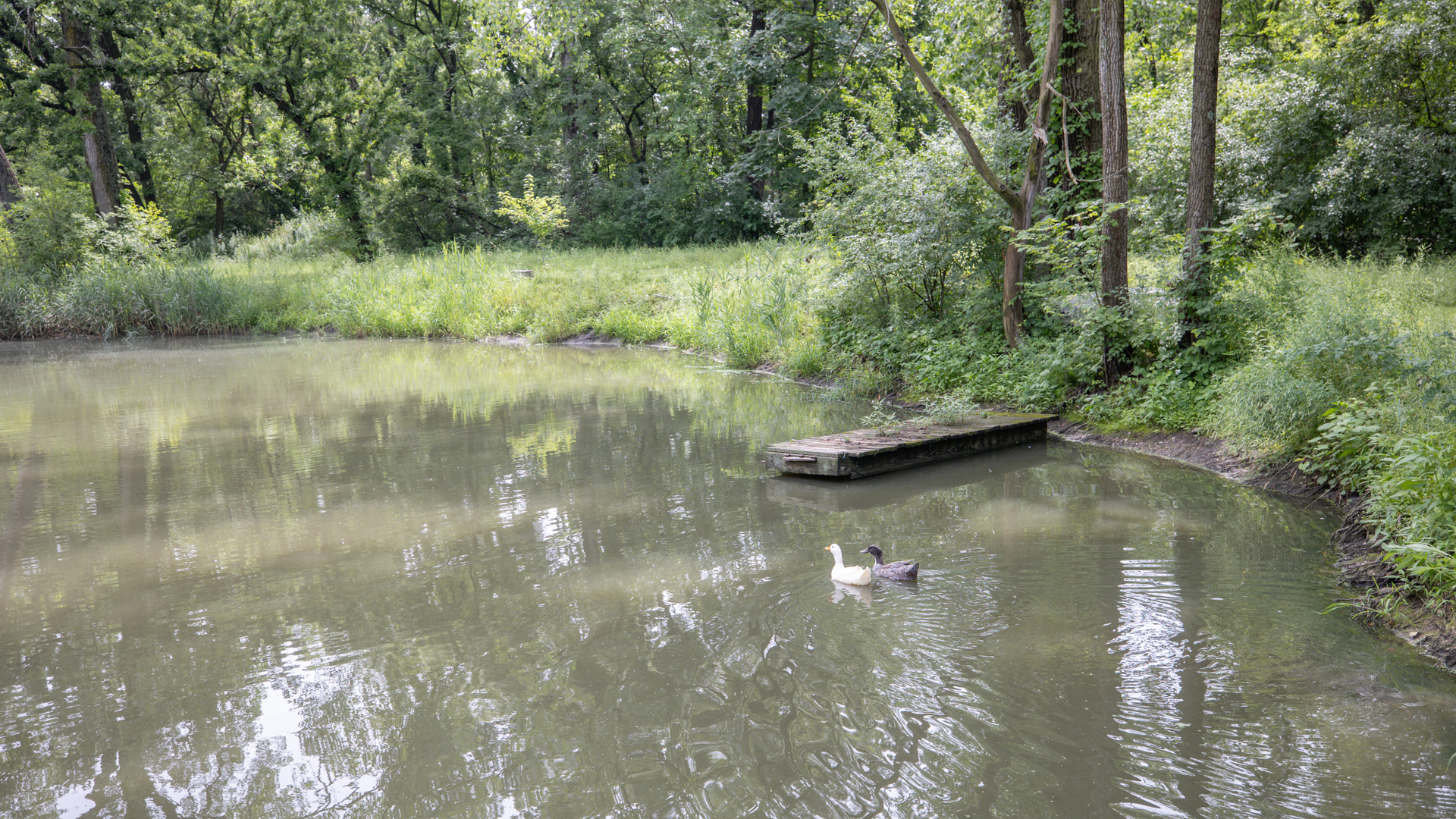11N226 Peplow Road Hampshire, IL 60140 - Photo 35 of 44 a view of a lake in middle of forest