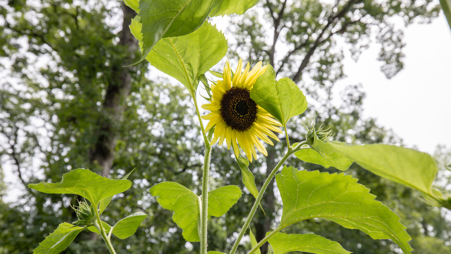 11N226 Peplow Road Hampshire, IL 60140 - Photo 42 of 44 a view of swimming pool with a tree