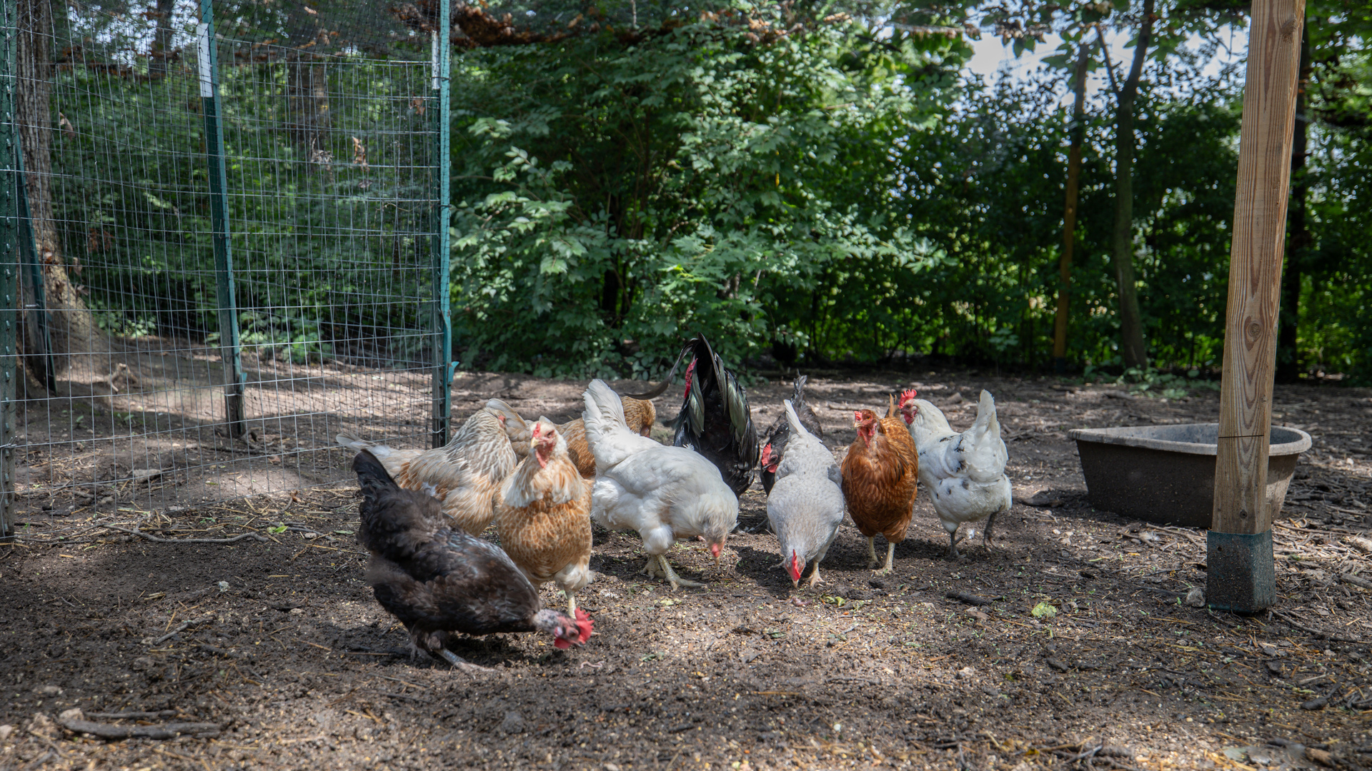 11N226 Peplow Road Hampshire, IL 60140 - Photo 44 of 44 a view of a backyard