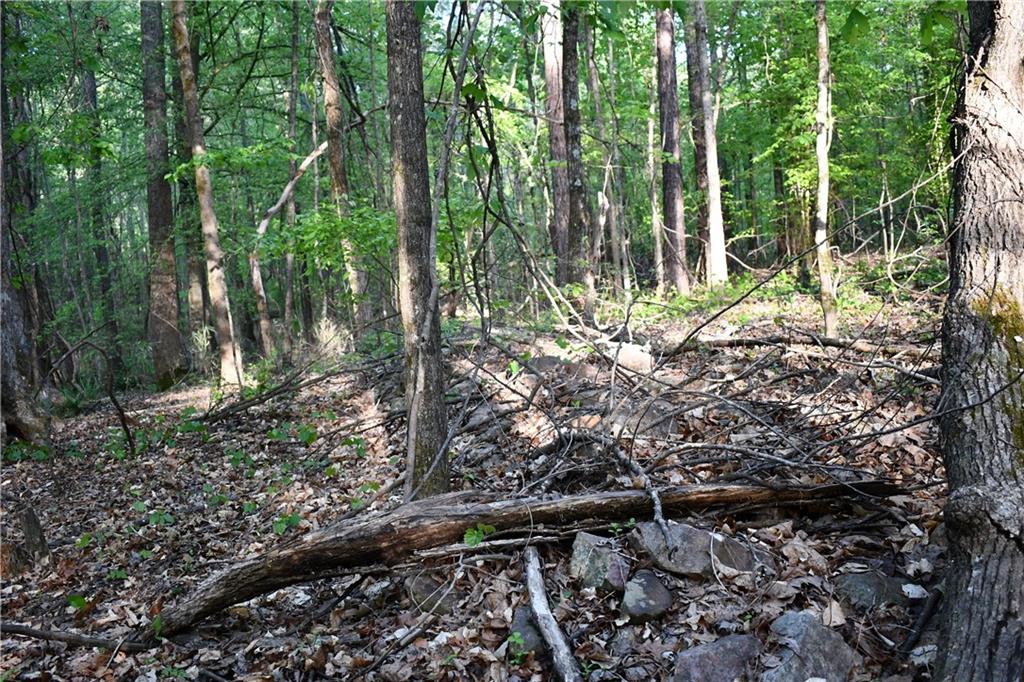 4 Windridge Lane Temple, GA 30179 - Photo 9 of 16 a view of a forest filled with trees