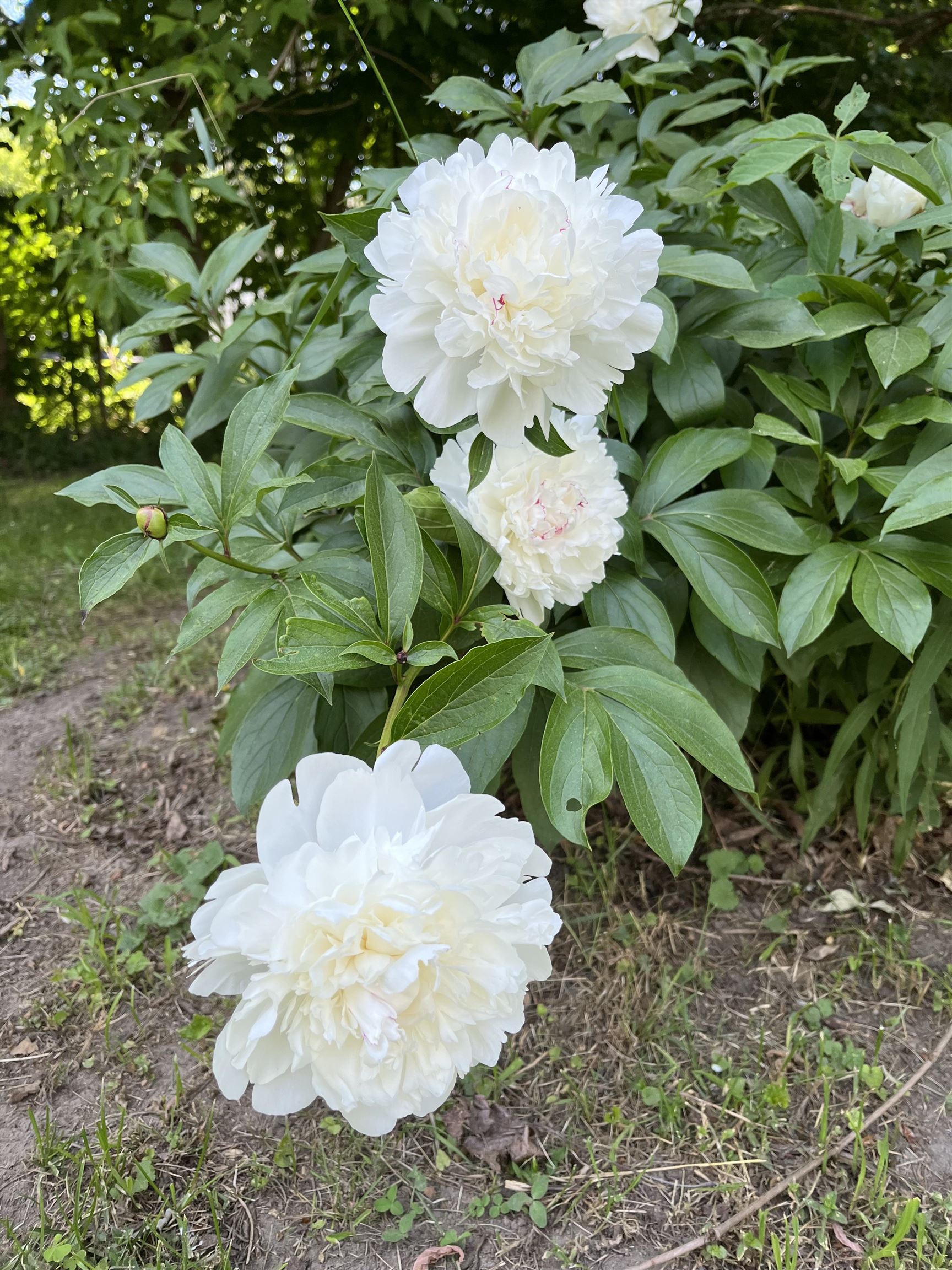 3497 Middle Road Clarendon, VT 05759 - Photo 37 of 54
