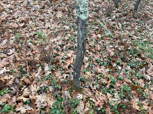 $159,900 | V/l V/l Forest, Wellston, MI 49689