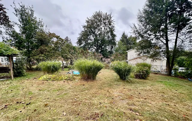 a view of a garden with plants and large trees