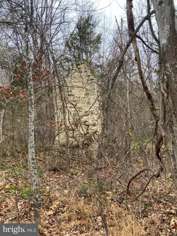 a view of a yard with trees