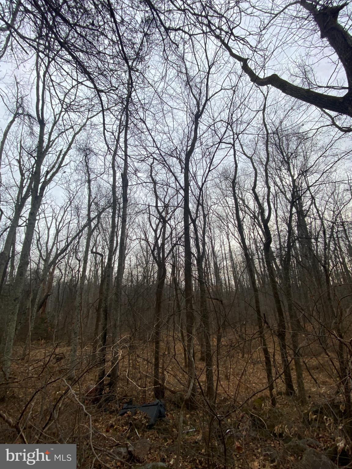 0 Settle School Road Rixeyville, VA 22737 - Photo 5 of 9 a view of forest