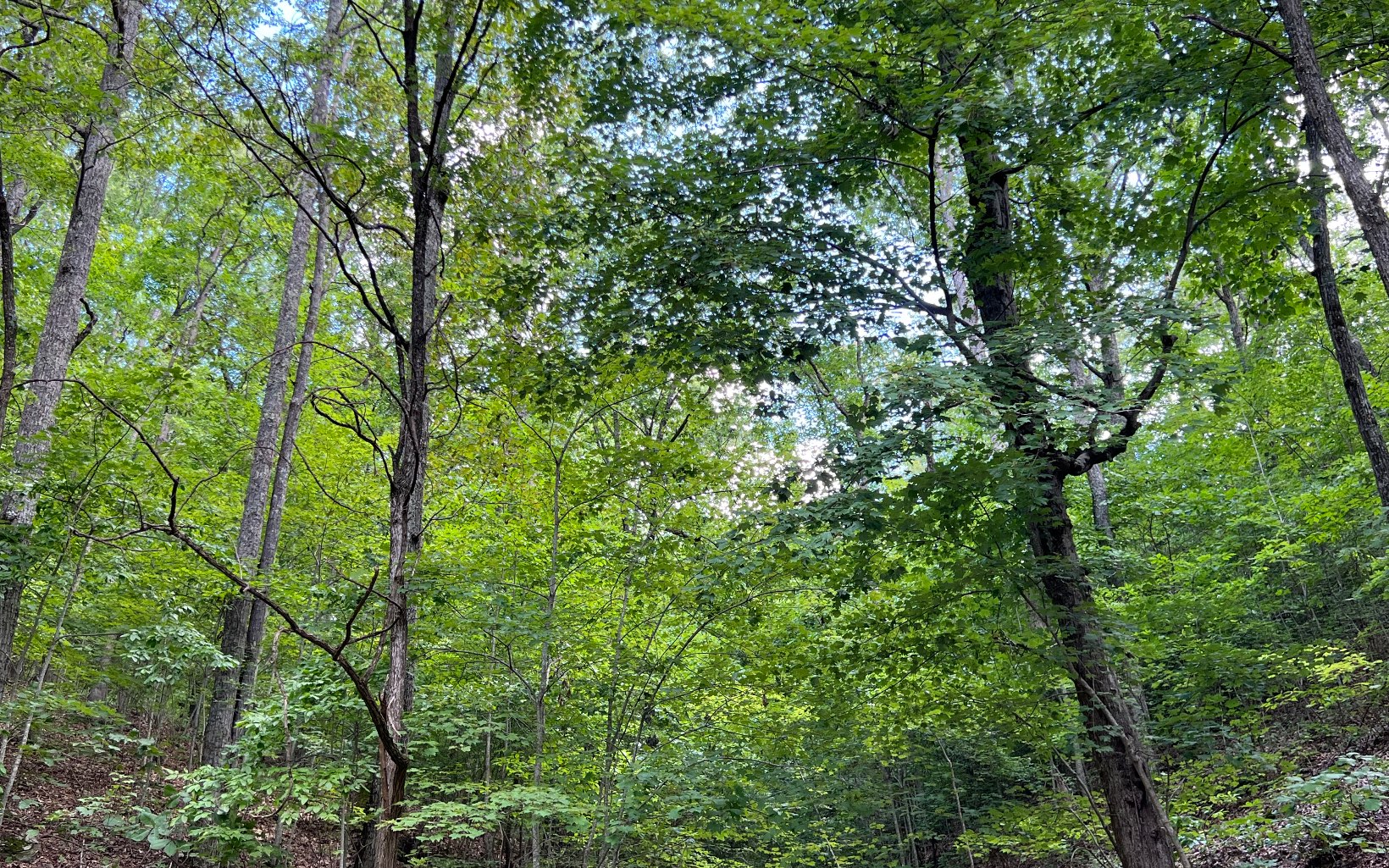 L87 Wolf Mountain Road Murphy, NC 28906 - Photo 20 of 26 Additional View