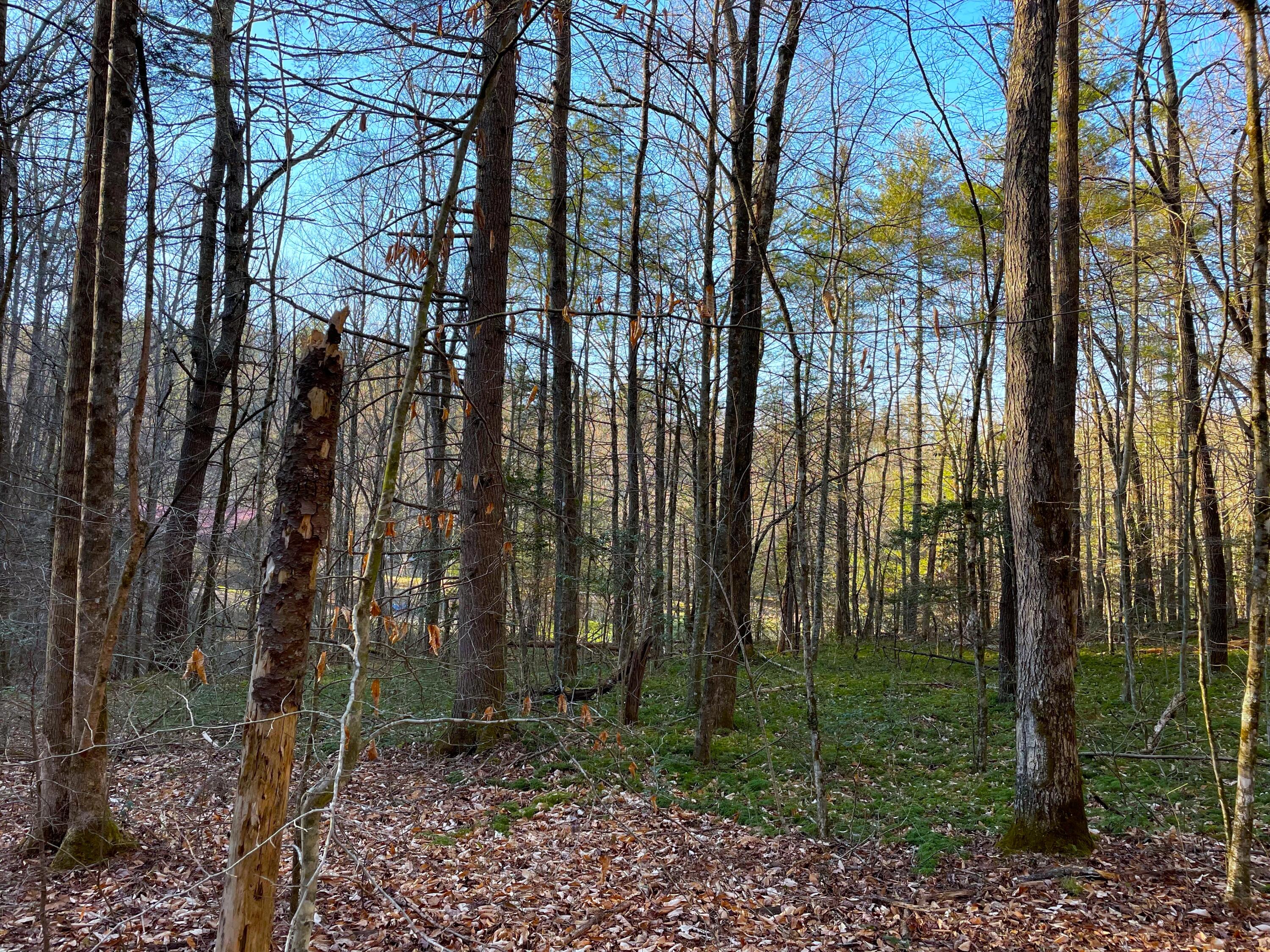 2.45-ac Cougar Trail Del Rio, TN 37727 - Photo 2 of 7 4
