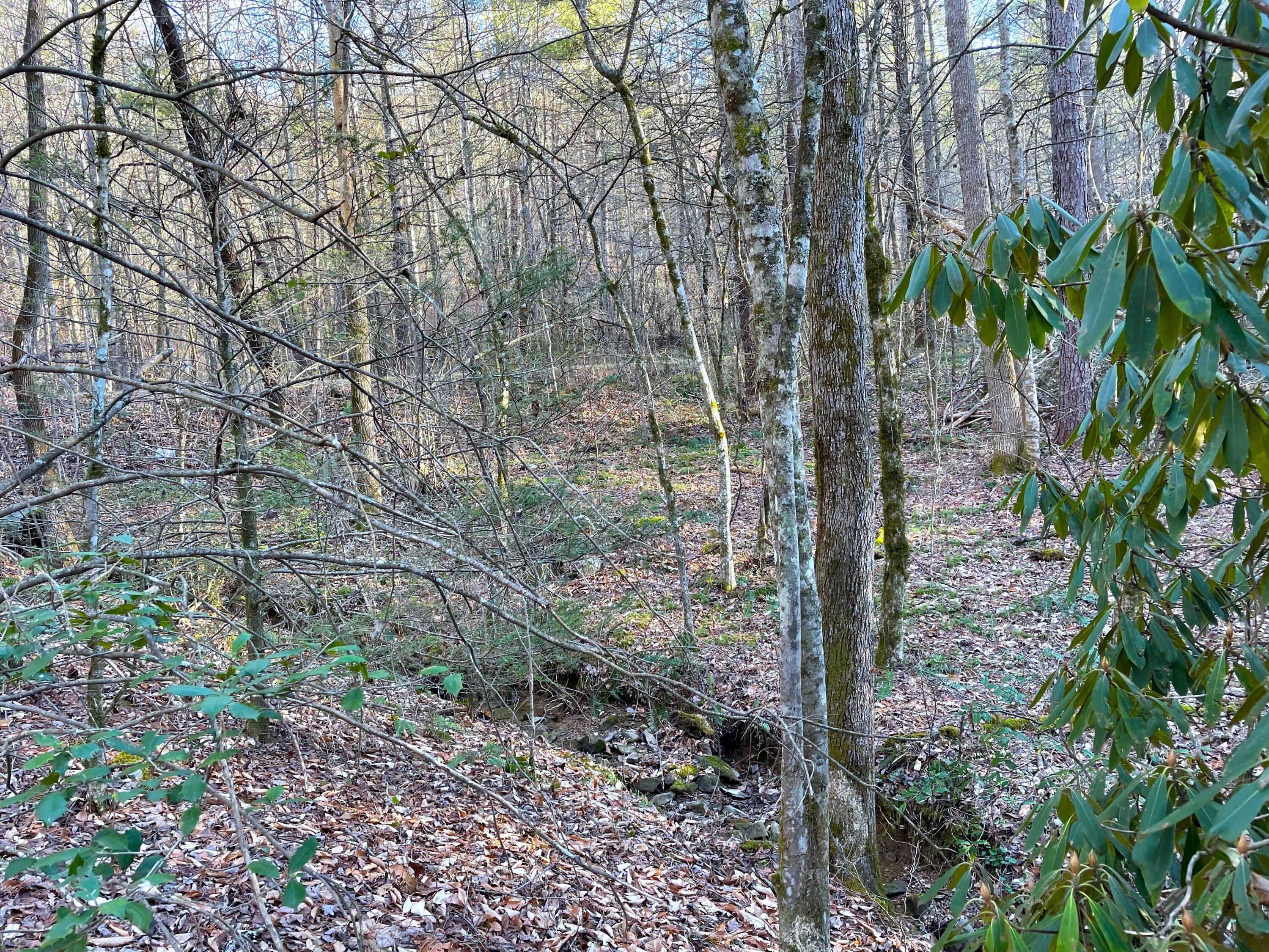 2.45-ac Cougar Trail Del Rio, TN 37727 - Photo 3 of 7 6