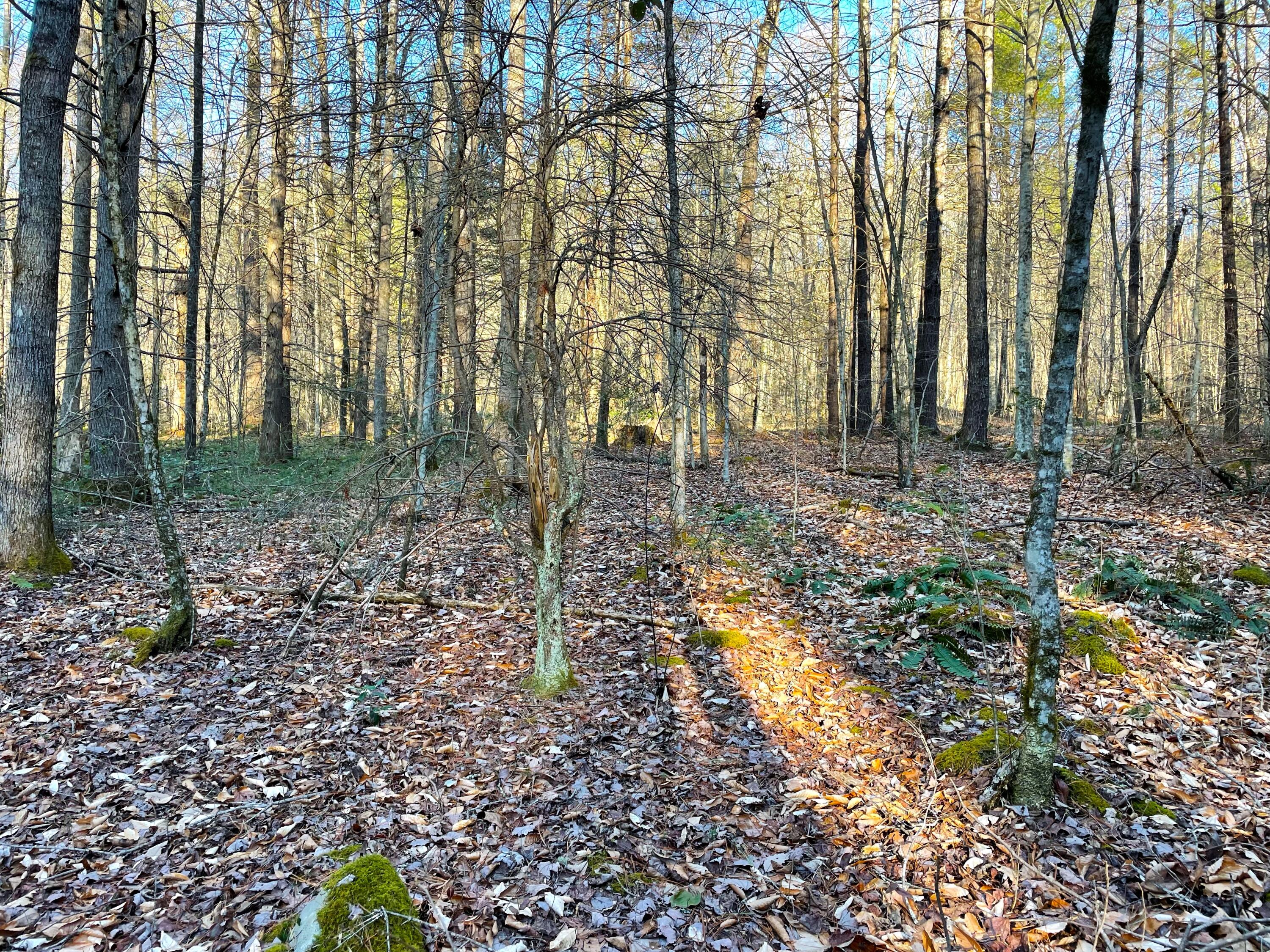 2.45-ac Cougar Trail Del Rio, TN 37727 - Photo 4 of 7 8