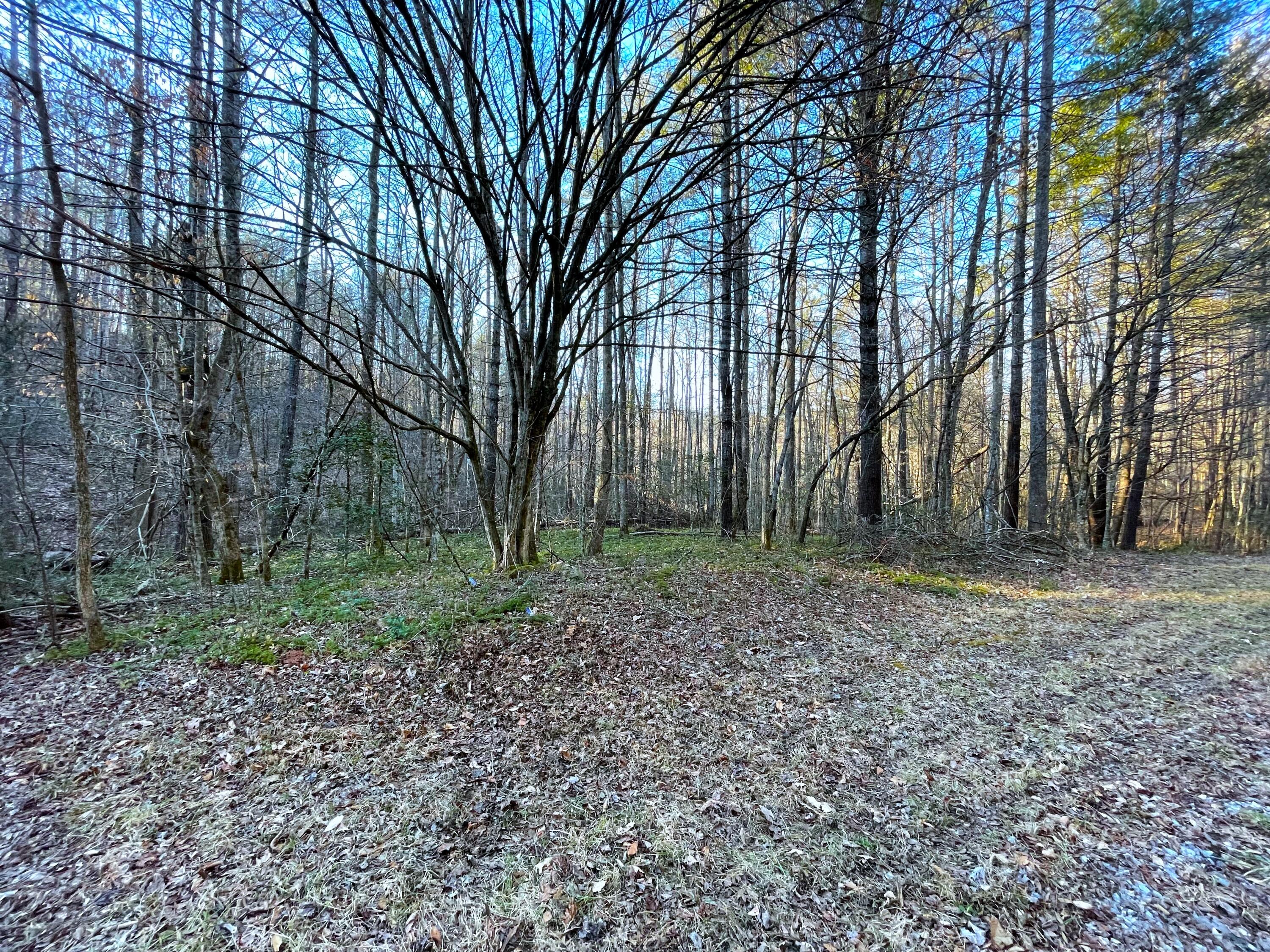 2.45-ac Cougar Trail Del Rio, TN 37727 - Photo 5 of 7 12