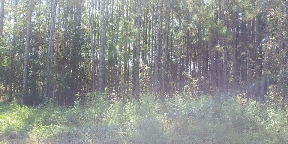 Mt Tabor Road Lakeland, FL 33810 - Photo 3 of 7