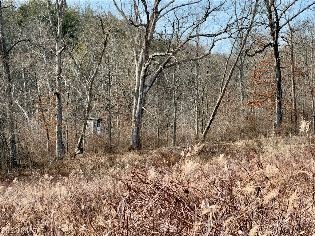 17377 Murphy Road Amesville, OH 45711 - Photo 40 of 43 View of woods