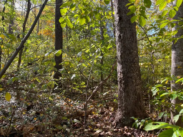 a view of a tree in a yard