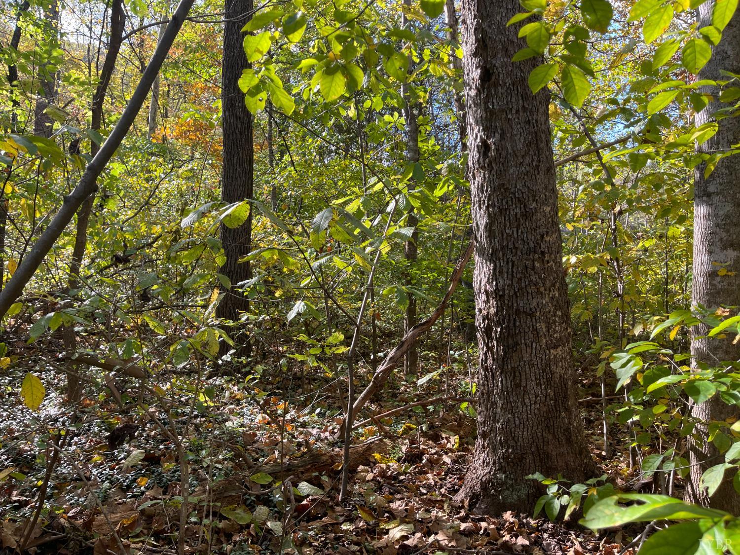 0 Hunting Creek Road Big Island, VA 24526 - Photo 13 of 17 a picture of tree