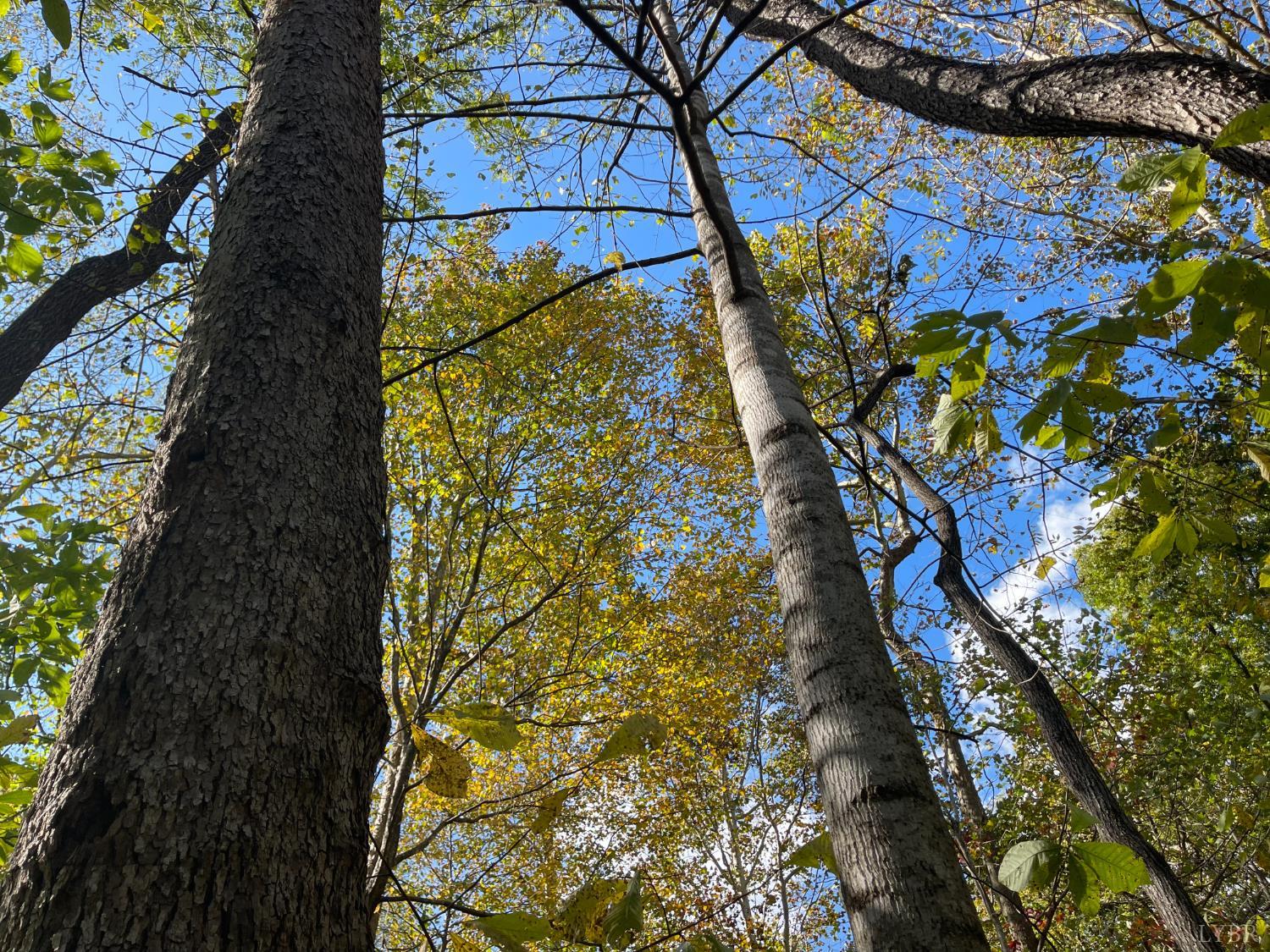 0 Hunting Creek Road Big Island, VA 24526 - Photo 14 of 17 a view of a yard