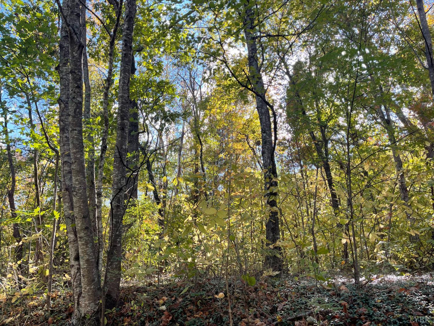 0 Hunting Creek Road Big Island, VA 24526 - Photo 17 of 17 a view of tree
