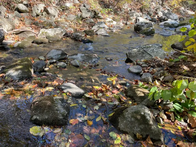 a view of a bunch of flowers