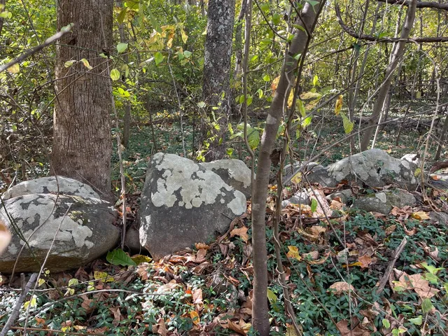 a view of a tree in a yard