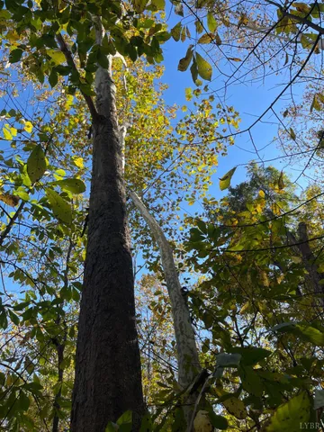 a view of a tree with a tree