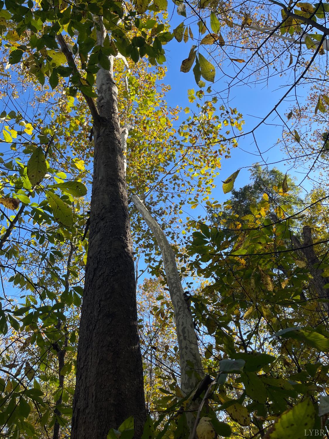 0 Hunting Creek Road Big Island, VA 24526 - Photo 7 of 17