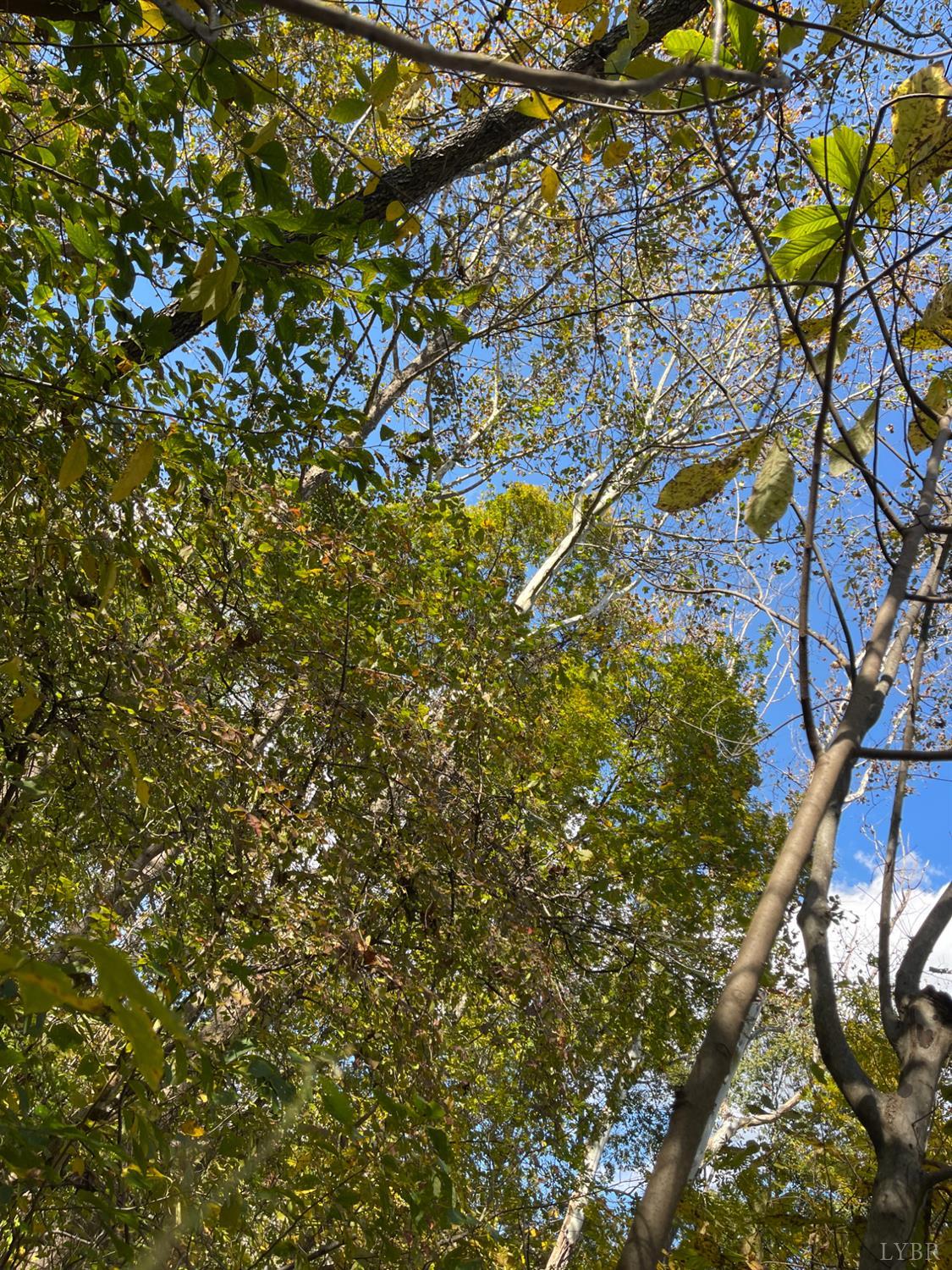 0 Hunting Creek Road Big Island, VA 24526 - Photo 10 of 17 a view of tree