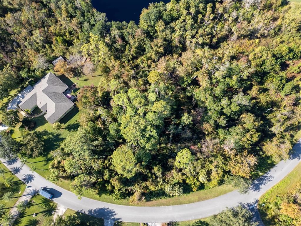 3827 Rambling Acres Drive Titusville, FL 32796 - Photo 7 of 8 a picture of a tree