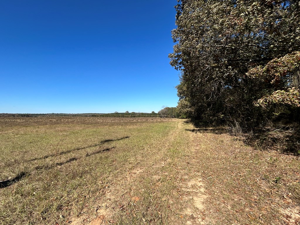 62/ Cty Road Coleman, GA 39836 - Photo 14 of 58