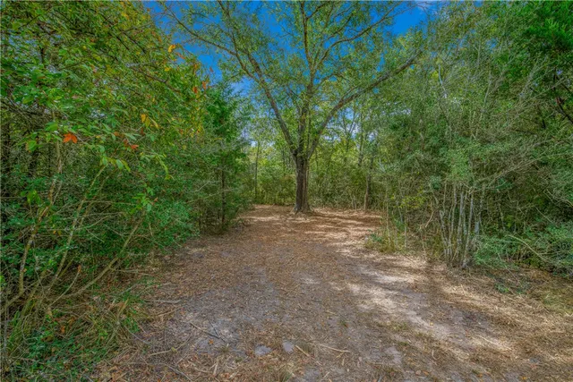 a view of a forest with trees in the background