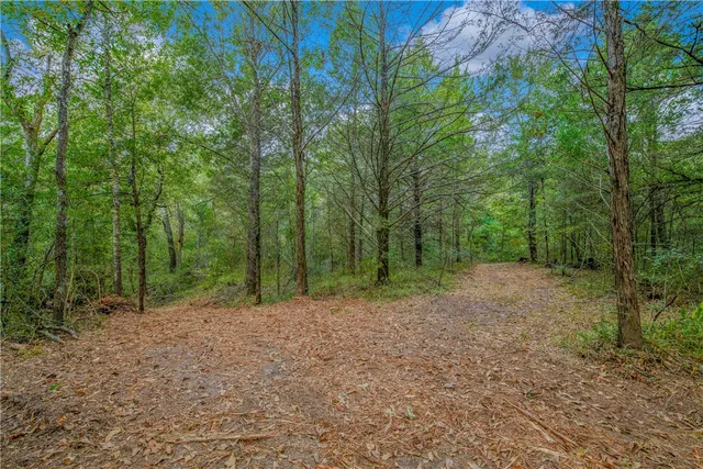 a view of a yard with plants and large trees