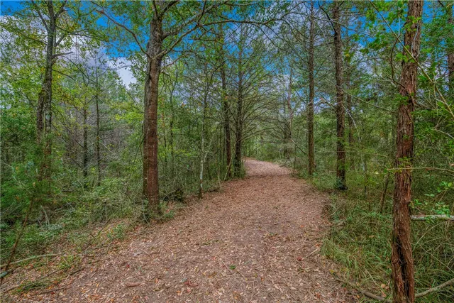 a view of a forest with a tree