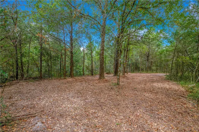 a view of a forest with trees in the background