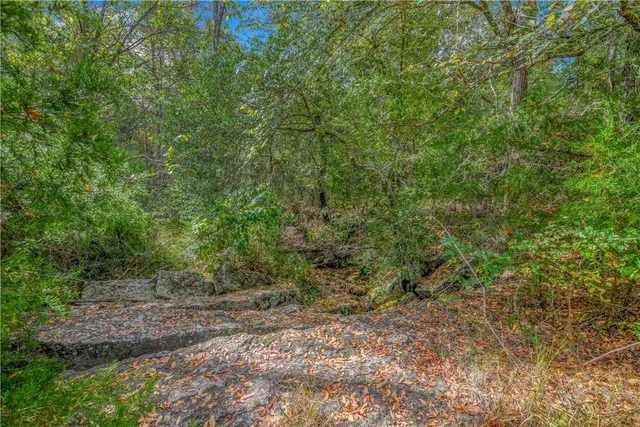 a view of a forest with trees in the background